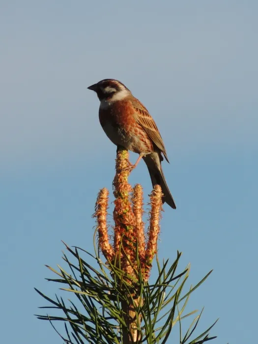File:Emberiza leucocephalos from iNaturalist photo 83774248.jpg