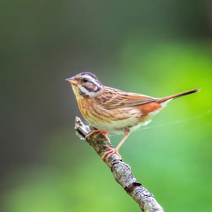 File:Emberiza tristrami from iNaturalist photo 144291592.jpg
