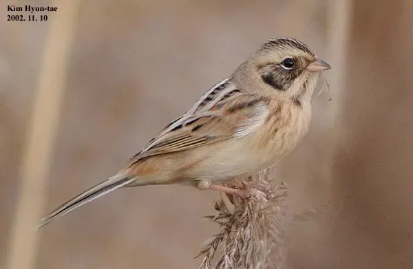 File:Emberiza yessoensis from iNaturalist photo 2681471.jpg