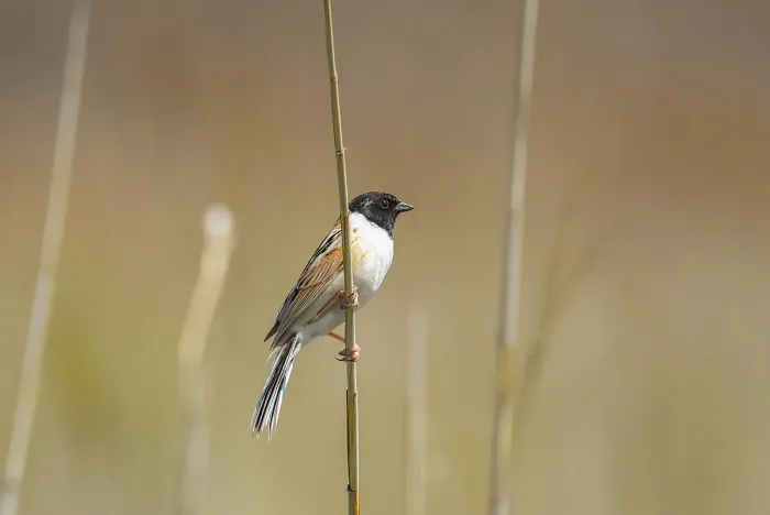 File:Emberiza yessoensis from iNaturalist photo 511808258.jpg
