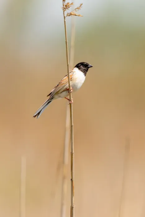 File:Emberiza yessoensis from iNaturalist photo 515494567.jpg