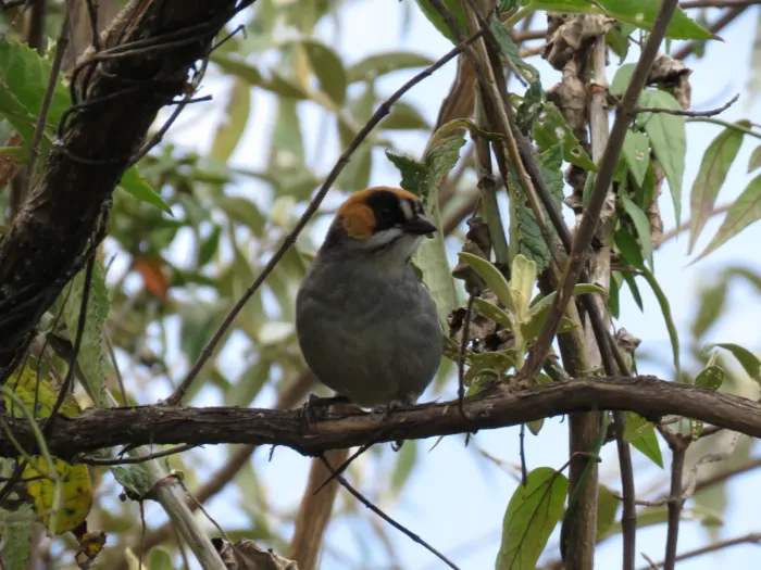 File:Matorralero de anteojos negros (Atlapetes melanopsis).jpg