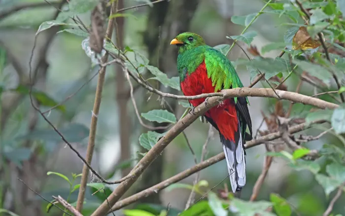 File:Pharomachrus fulgidus 283991103.jpg