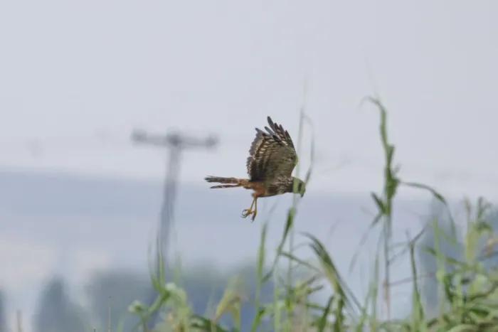 File:Circus ranivorus 545828195.jpg