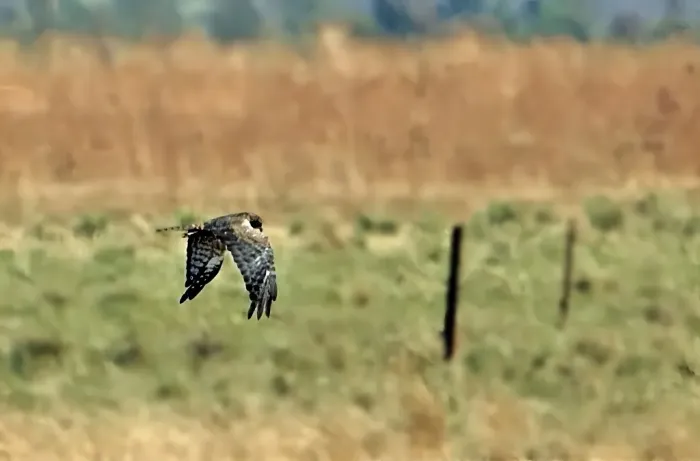 File:Circus ranivorus 585218641.jpg