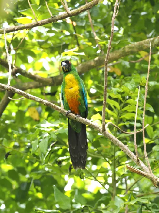 File:Prosopeia personata - Rosario - 329944716.jpeg