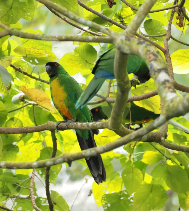 File:Prosopeia personata - Rosario - 330227790.jpeg