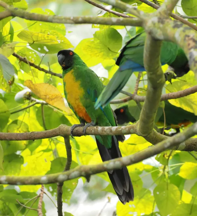 File:Prosopeia personata - Rosario - 330227790 (cropped).jpeg