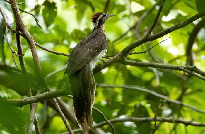 File:Dromococcyx phasianellus 247271746.jpg