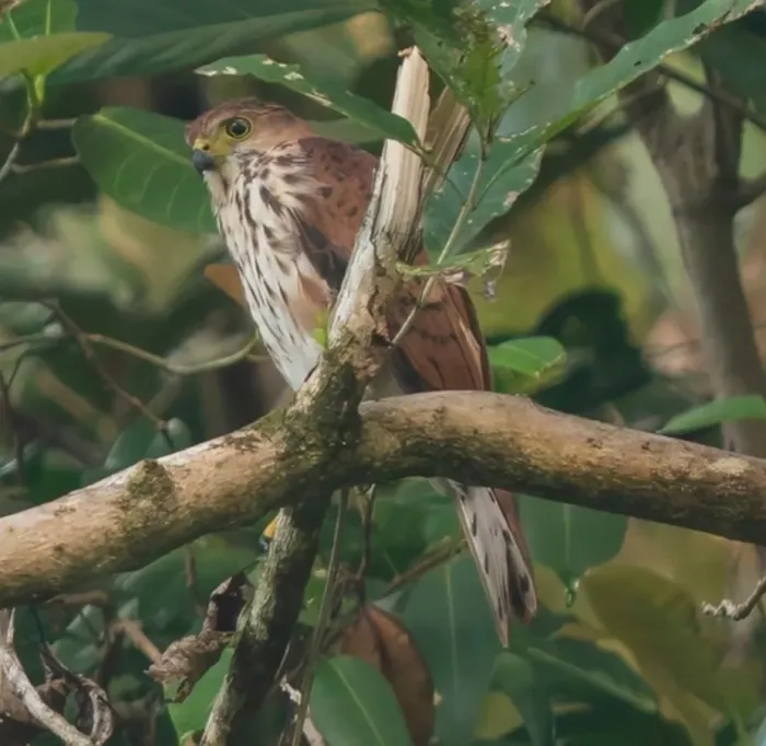 File:Vinous-breasted sparrowhawk (Tachyspiza rhodogaster) - cropped 01.jpg