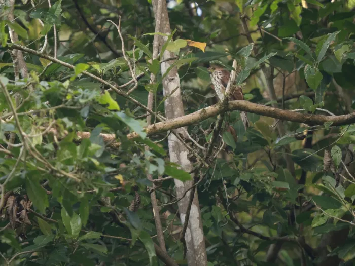 File:Vinous-breasted sparrowhawk (Tachyspiza rhodogaster).jpg