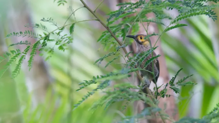 File:Meliphacator provocator iNaturalist 471969155.jpg