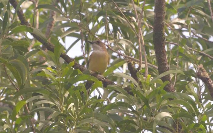 File:Pachycephala chlorura ssp. cucullata iNaturalist 534761025.jpg