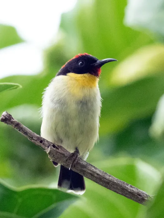 File:Myzomela jugularis - William Stephens - 60384692.jpeg