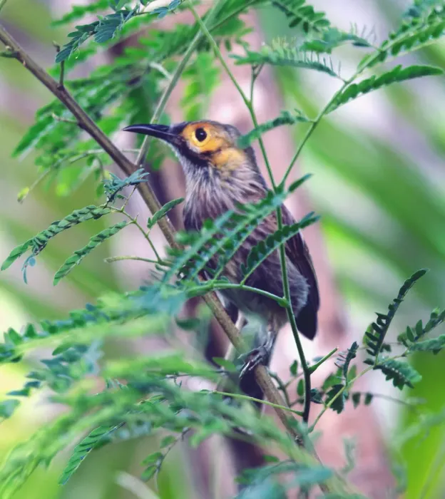 File:Meliphacator provocator iNaturalist 471969152 (cropped).jpg