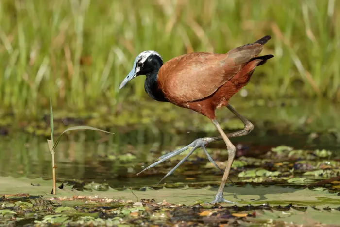 File:Actophilornis albinucha 452184974.jpg