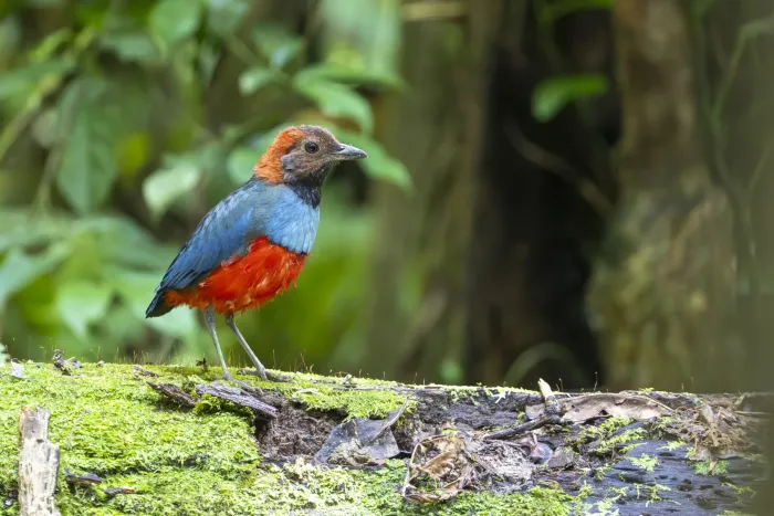 File:Erythropitta macklotii 586736954.jpg