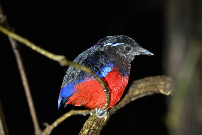 File:Erythropitta ussheri 577945468.jpg