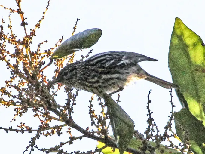 File:Setophaga pharetra Blue Mountains 1 (cropped).jpg