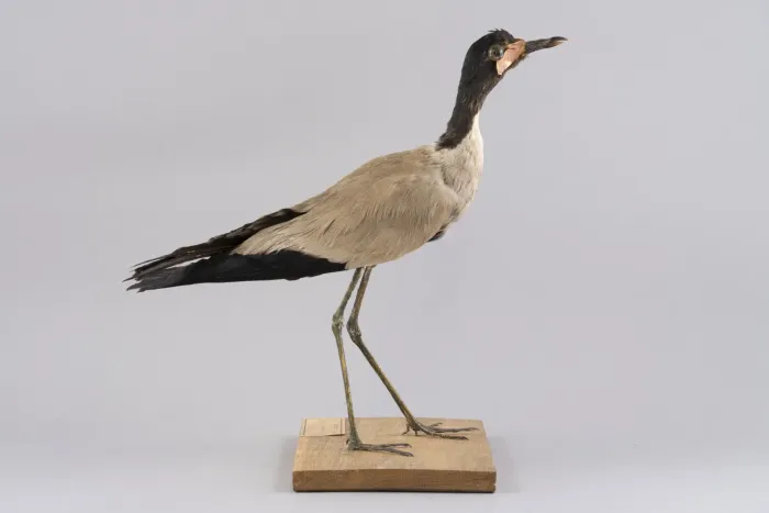 File:Javakiebitz (Vanellus macropterus), ausgestorbene Art, Java, Friedenstein Stiftung Gotha, Inv. 7980 (Ansicht 2).jpg