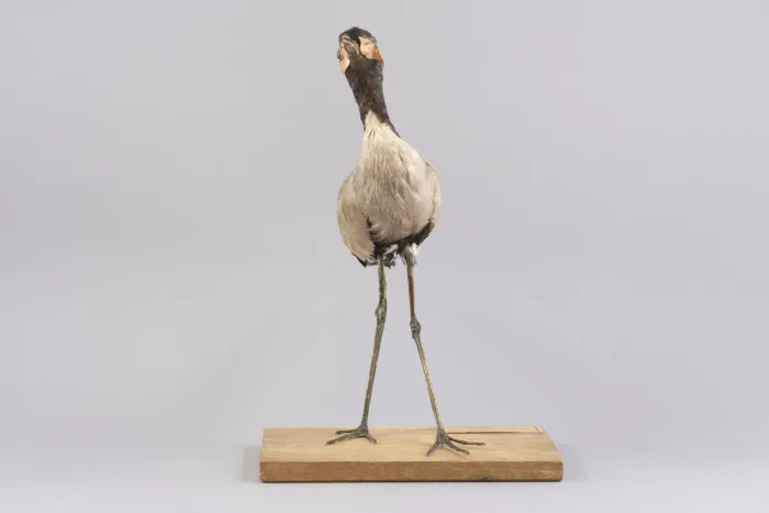 File:Javakiebitz (Vanellus macropterus), ausgestorbene Art, Java, Friedenstein Stiftung Gotha, Inv. 7980 (Ansicht 3).jpg