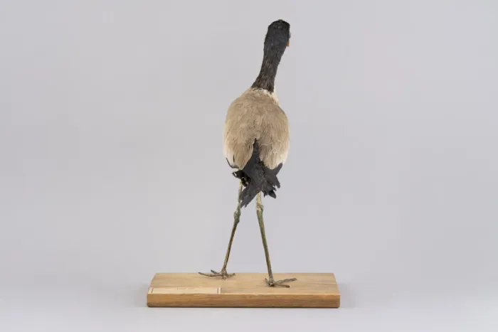 File:Javakiebitz (Vanellus macropterus), ausgestorbene Art, Java, Friedenstein Stiftung Gotha, Inv. 7980 (Ansicht 4).jpg