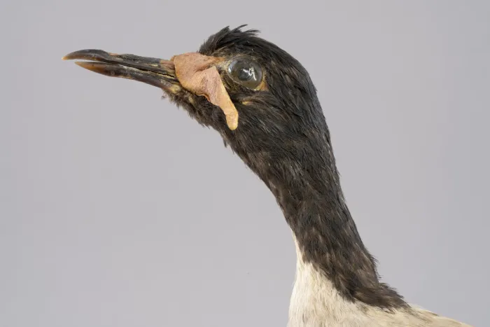 File:Javakiebitz (Vanellus macropterus), ausgestorbene Art, Java, Friedenstein Stiftung Gotha, Inv. 7980 (Ansicht 5).jpg