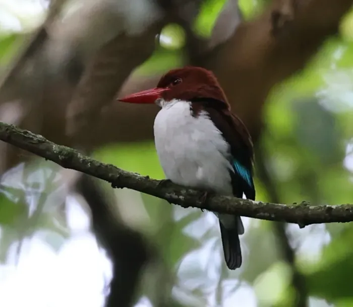 File:Halcyon badia 585732956.jpg