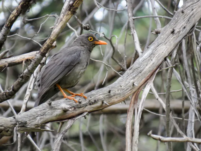 File:Turdus fuscater en el Fundo Yanama, distrito de Llocllapampa.jpg
