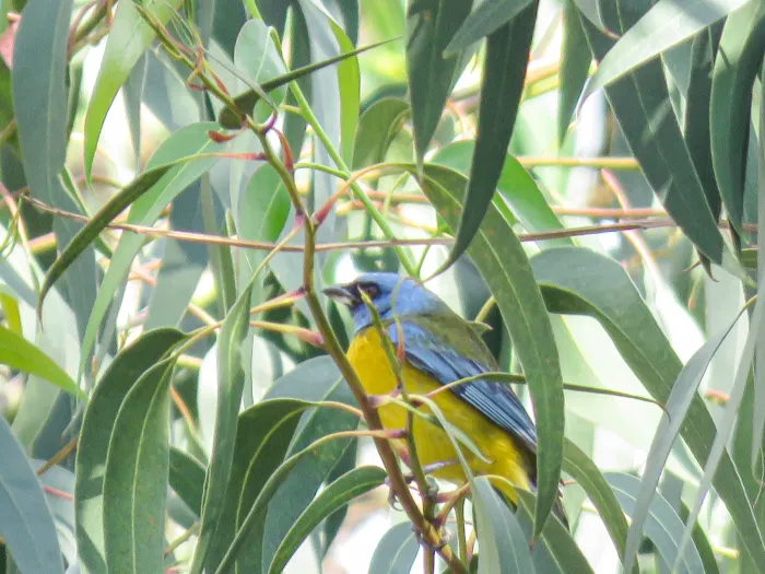 File:Rauenia bonariensis cerca de los molles patrimoniales del Santuario Arqueológico de Wariwillka.jpg