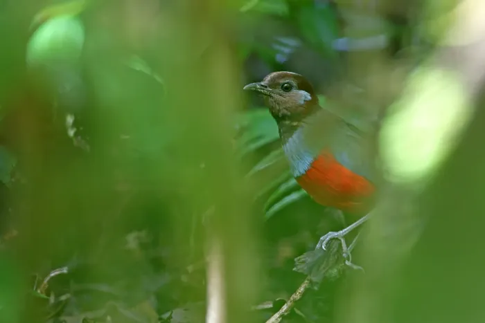 File:Erythropitta rubrinucha 440527826.jpg