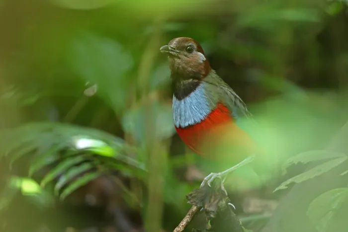 File:Erythropitta rubrinucha 440527801.jpg