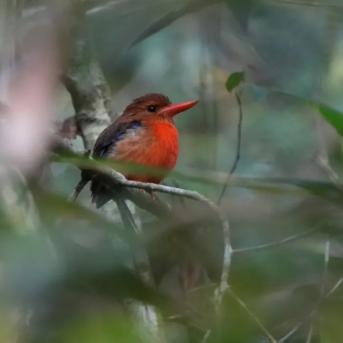File:Tanysiptera danae 575613487.jpg