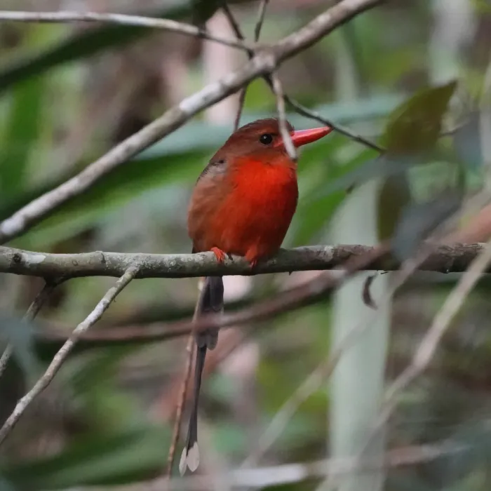 File:Tanysiptera danae 575613406.jpg