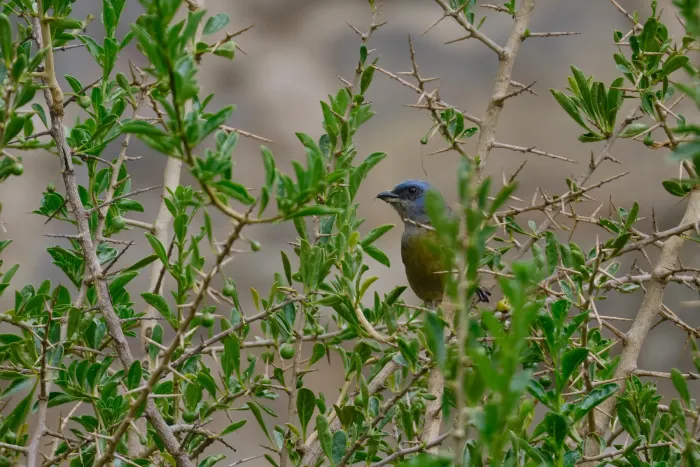 File:Tangara Azul y Amarilla (Rauenia bonariensis) en el Santuario Arqueológico de Wariwillka.jpg