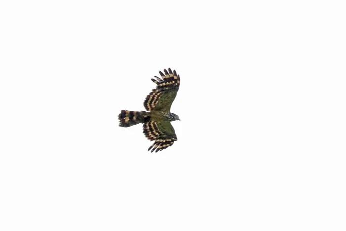 File:Long-tailed honey-buzzard (Henicopernis longicauda) 01.jpg