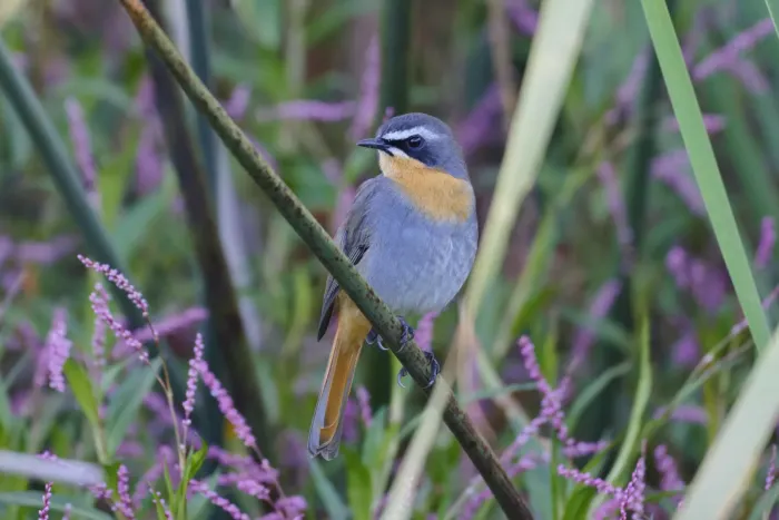 File:Dessonornis caffer - Лариса Артемьева - 601242286.jpeg