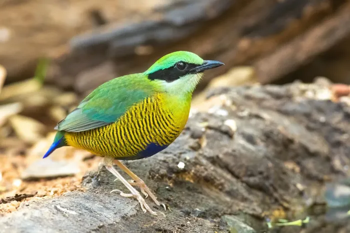 File:Hydrornis elliotii 354550812.jpg