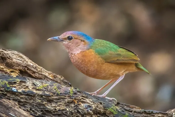 File:Hydrornis soror 353320404.jpg