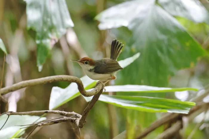 File:Orthotomus sericeus - Лариса Артемьева - 600939175.jpeg