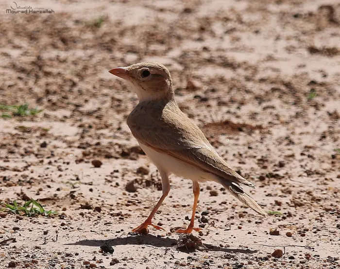 File:20181103 Eremalauda dunni.jpg