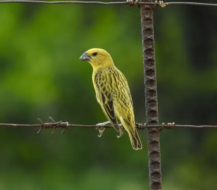 File:Anomalospiza imberbis, Pilanesberg National Park, South Africa 1.jpg