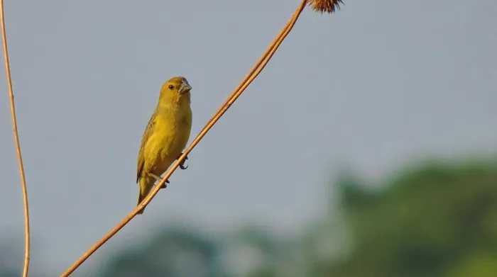 File:Anomalospiza imberbis, Newlands, Harare, Zimbabwe 3.jpg