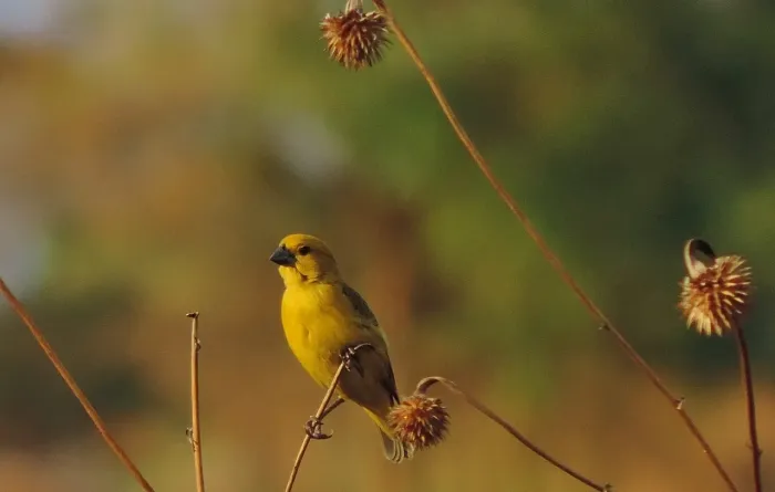 File:Anomalospiza imberbis, Newlands, Harare, Zimbabwe 4.jpg