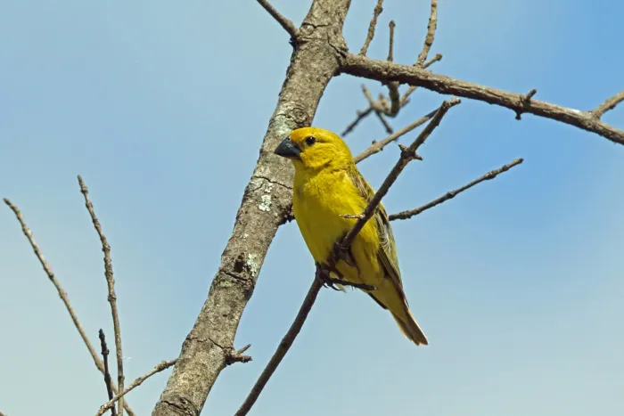 File:Anomalospiza imberbis, Sakania, Katanga, Democratic Republic of Congo 1.jpg