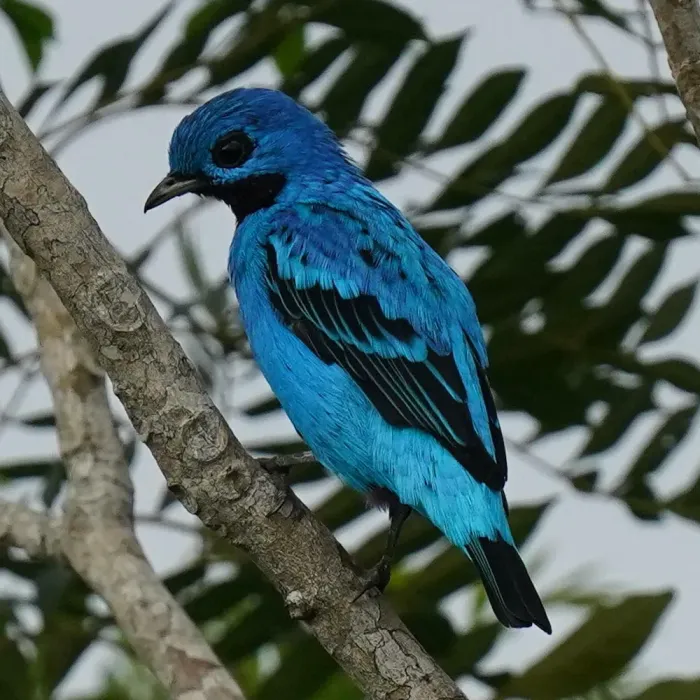 File:Cotinga nattererii 299964399.jpg