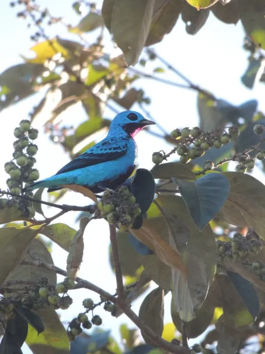File:Cotinga ridgwayi 411808754.jpg
