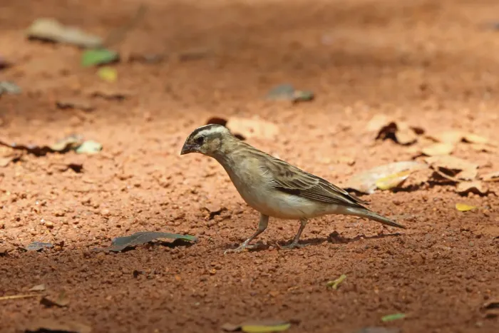 File:Broad-tailed Paradise Whydah Vidua obtusa, Sakania, Katanga Province, Democratic Republic of Congo 1.jpg