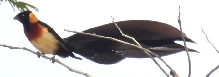 File:Broad-tailed Paradise Whydah Vidua obtusa, Livingstone, Zambia 2.jpg