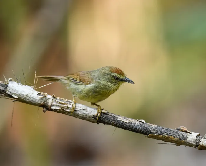 File:Mixornis gularis 544329816.jpg